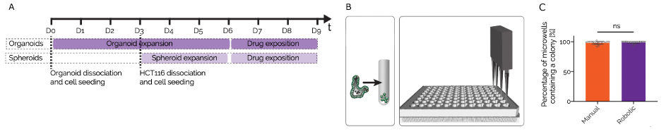 CRC organoid drug screen workflow Protocol for the compound screen of CRC organoids and HCT-116 spheroids on Millicell® Microwell plates