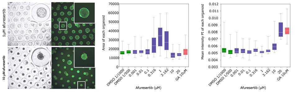 CRC organoid screen of afuresertib Fluorescence microscopy imaging of organoid size and quantification at increasing concentrations of afuresertib