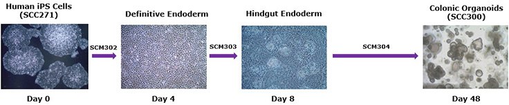 Human colonic organoid differentiation workflow Human colonic organoid differentiation workflow. Human colonic organoids can be generated from human iPS cells using a three-step differentiation protocol through definitive endoderm, hindgut endoderm, and colonic organoid expansion stages. SCM302: Definitive Endoderm Induction Medium, SCM303: Hindgut Induction Medium, SCM304: 3dGRO™ Human Colon Organoid Expansion Medium