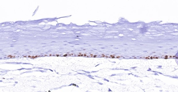 Millicell Skin H&E Organotypic skin models contain actively proliferating keratinocytes. (A)