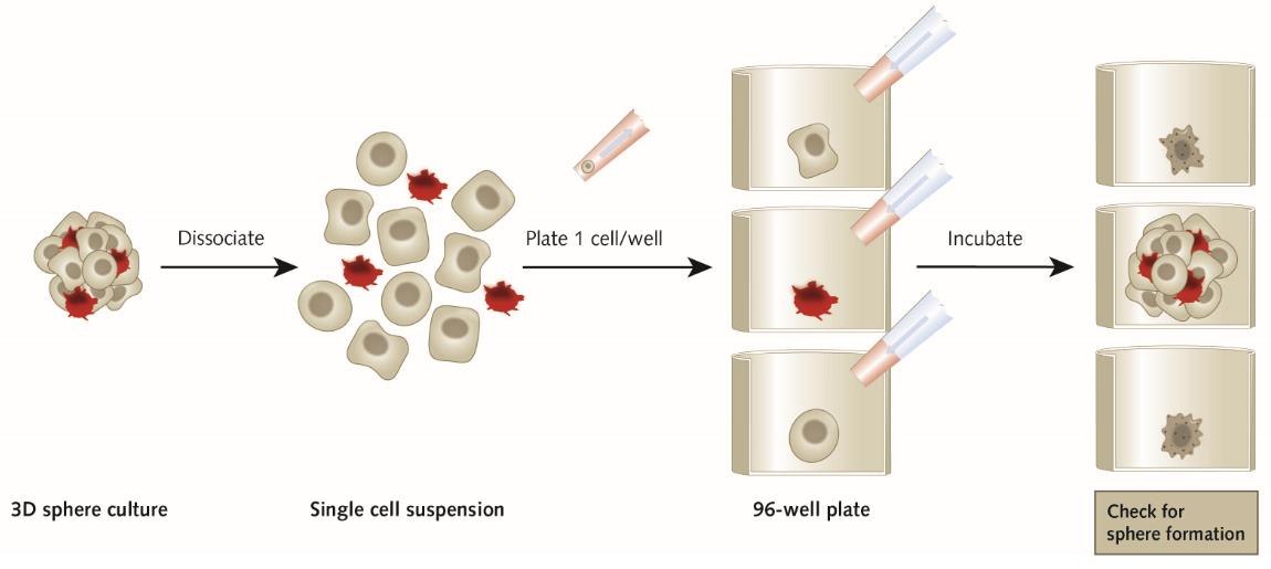 Tumor Spheroid Formation Assay Overview of the spheroid formation assay protocol
