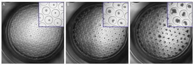 Representative examples of mouse intestinal organoids Representative examples of mouse intestinal organoids grown on Millicell® Microwell plates over time