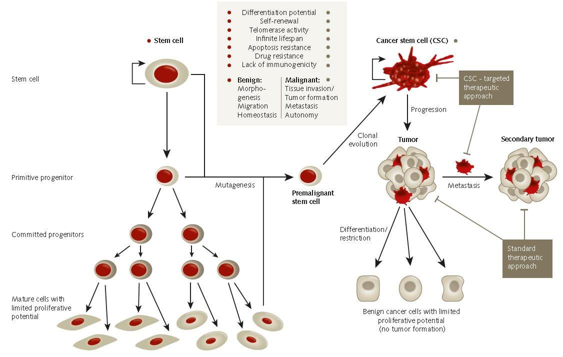 Tumor Spheroid Formation Assay The cancer stem cell hypothesis