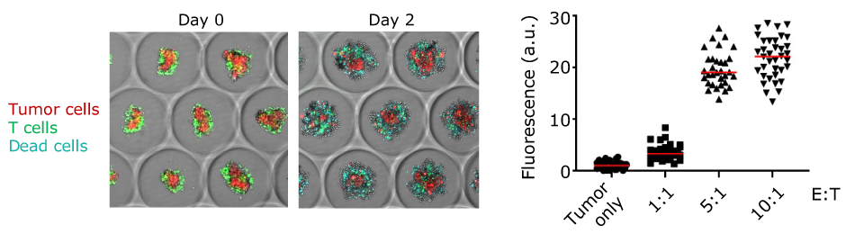 Pmel-1 mouse model T cell killing assay Brightfield imaging of melanoma tumor spheroids co-cultured with targeting T cell and quantification of propidium iodide intensity