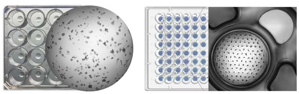 Traditional organoid culture vs Millicell® Microwell 96-well plates : Plate comparison for traditional organoid culture vs Millicell® Microwell 96-well plates