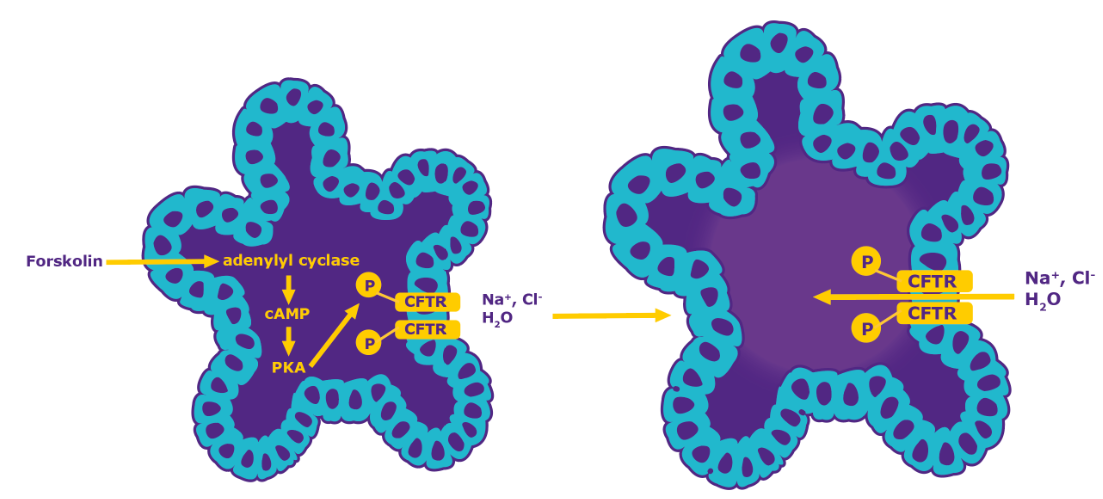 Mechanism of organoid-based forksolin-induced swelling assays Mechanism of organoid-based forksolin-induced swelling assays