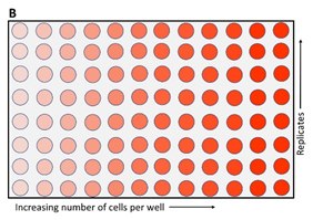 Protocol Guide: XTT Assay for Cell Viability and Proliferation Metabolism of XTT to a water-soluble orange colored formazan salt by viable cells