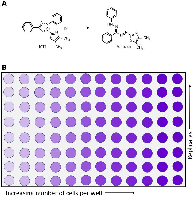 Metabolism of MTT to a formazan salt by viable cells as shown in a chemical reaction <b>(A)</b> and in a 96-well plate <b>(B)</b>. Metabolism of MTT to a formazan salt and 96-well plate
