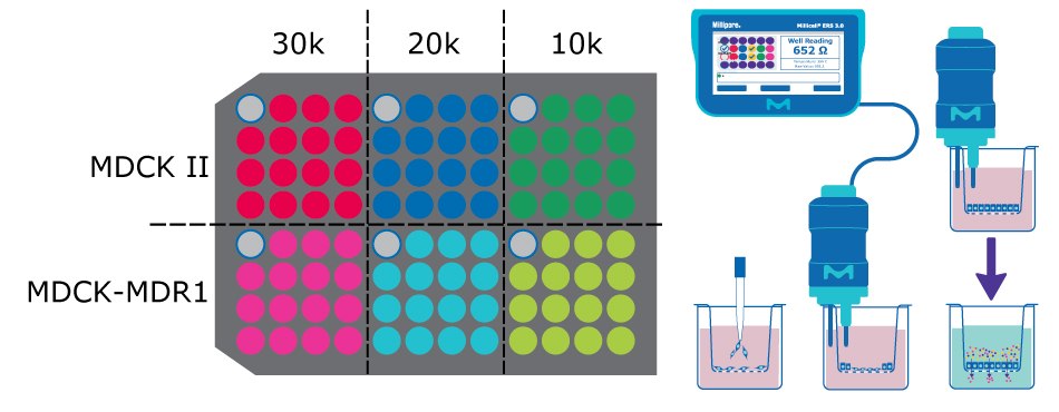 MDCK Cell Culture Protocol Using a 96-well TEER Assay System