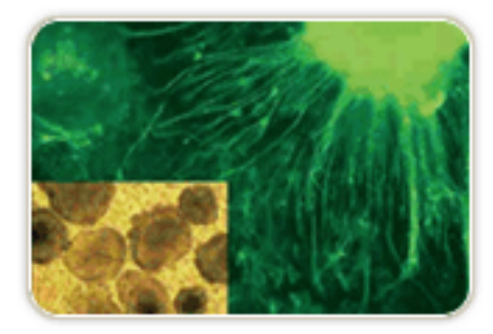 Neuron-differentiation-embryonic-stem-cells Living murine embryonic stem cell derived embryoid bodies visualized in a 1 um PET Millicell®-24 device using an Olympus IMT-2 inverted microscope