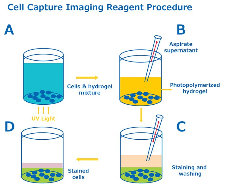 Cell-Capture-Imaging-Graphic Cell Capture Imaging Reagent Procedure