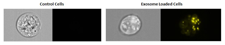Exosomes from SW780 cells were isolated and labeled with PKH26. The labeled exosomes were cultured with SW780 for 17 hours and analyzed using an Amnis® ImageStream flow cytometry instrument. PKH26 bright spots were seen in the cells cultured with loaded exosomes, and not seen in control cells. Cellular uptake of exosomes