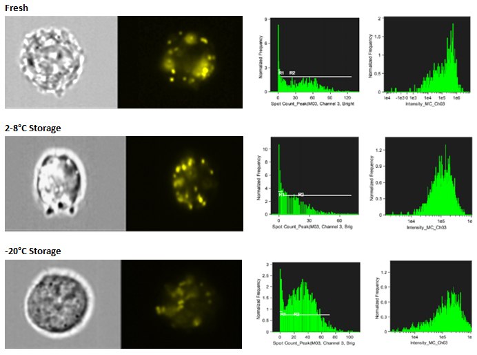 Exosomes were isolated and stained with PKH26. The PKH26-labeled exosomes were either added to SW780 cultures immediately, or stored overnight at 2-8 °C or-20 °C. After the overnight storage, the exosomes were added to the SW780 cultures and analyzed using an Amnis® ImageStream flow cytometry instrument. In all samples, uptake was measured after 4 hours in culture. Exosome uptake can be detected in cultures using stored exosomes, but some loss of fluorescence intensity may be observed. Exosome storage stability