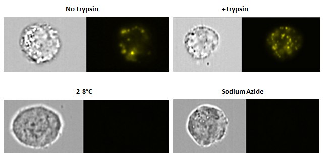 SW780 cells were cultured with PKH labeled exosomes and collected for analysis. A sample was treated with trypsin to determine if this would strip the exosomes. A sample was cultured at 2-8 °C and another culture had sodium azide added to the culture. Exosome detection is resistant to trypsin. However, no exosomes uptake was present in either the 2-8 °C culture or the sodium azide-treated culture. Exosome uptake specificity