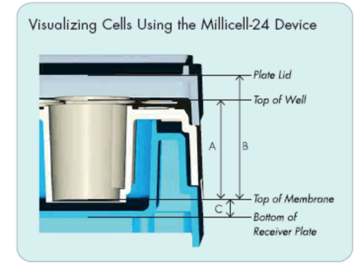 visualizing-above-membrane Visualizing Cells using the Millicell-24 Device