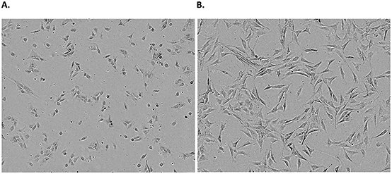 Microsoft Word - Protocol 3_Subculture of Adherent Cell Lines_edits Examples of an adherent cell line. NIH 3T3 cells 24 hours A. and 72 hours B. post freeze/thaw show typical adherent fibroblastic morphology.