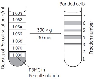 Separation of lymphocytes and monocytes by discontinuous density centrifugation in Percoll. 1.5 to 2.0 × 107 PBMC (peripheral blood mononuclear cells) isolated on Ficoll-Paque™ were mixed in 11.25 mL of Percoll in Hanks BSS containing 1% HEPES buffer (density = 1.080 g/mL) and underlayered below the steps shown in the figure (69, reproduced by kind permission of the authors and publisher). Separation of lymphocytes and monocytes by discontinuous density centrifugation in Percoll