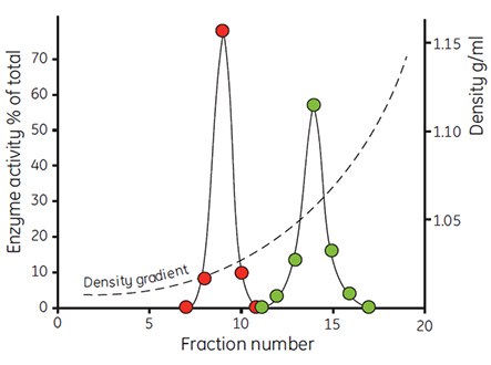 The density distribution of mitochondria from rat liver cells after incubation in iso-osmotic buffer (red) and buffer containing 17.5% albumin (green). Centrifugations were performed in a Beckman 65 rotor (23° angle) for 30 min at 40 000 × g (59, reproduced by kind permission of the authors and publisher). Fractionation of rat liver hepatocytes cells