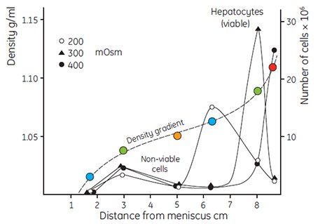 Fractionation of rat liver hepatocytes cells (35 × 106 cells in a volume of 2 mL) on a self-generated Percoll gradient (8 mL solution with a density of 1.065 g/mL). The osmolality of the Percoll solution was varied by adding NaCl to 200 mOsm, 300 mOsm and 400 mOsm. Centrifugation was performed in a Beckman rotor 30.2 for 15 min at 35 000 × g at a temperature of 4 °C. Density gradient determined using Density Marker Beads (page 23) (27, reproduced by kind permission of the authors and publisher). Fractionation of rat liver hepatocytes cells