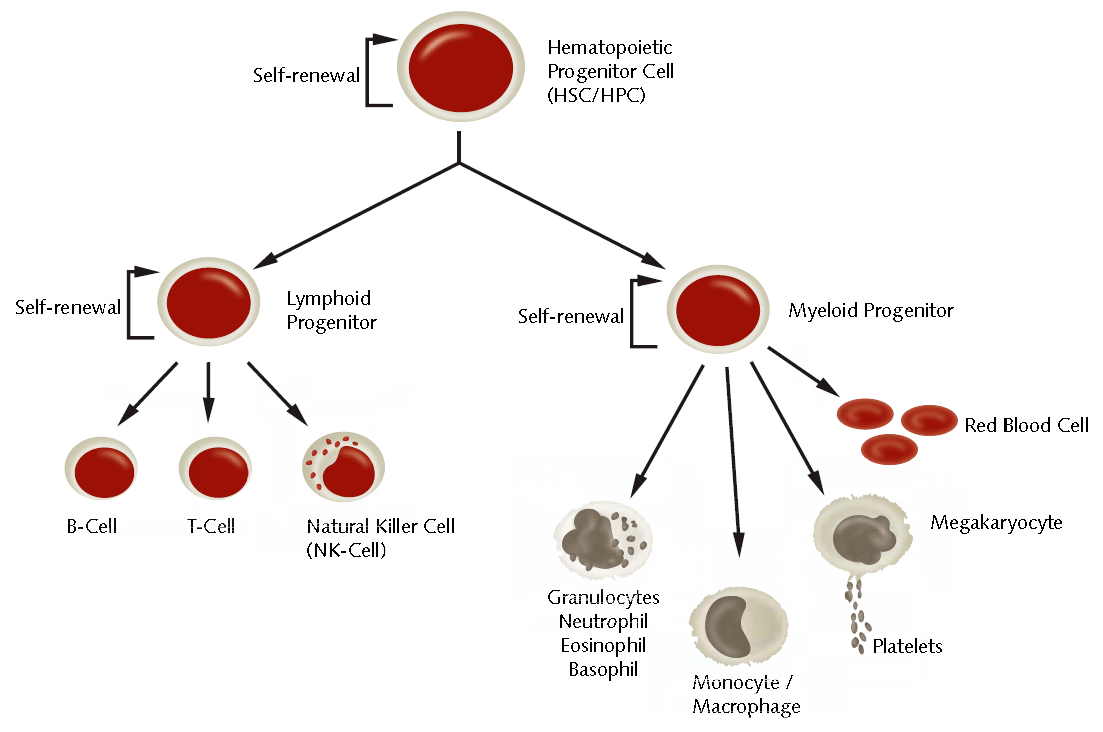 Differentiation of hematopoietic stem cells into various blood and immune cell types. Differentiation of hematopoietic stem cells into various blood and immune cell types.