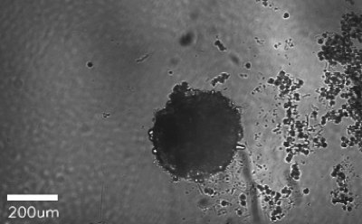 Spheroid-qualified Hepatocytes C Microscopy image of hepatocytes forming spheroids after 8 days. Large black circle in the center of the image indicates a formed spheroid.