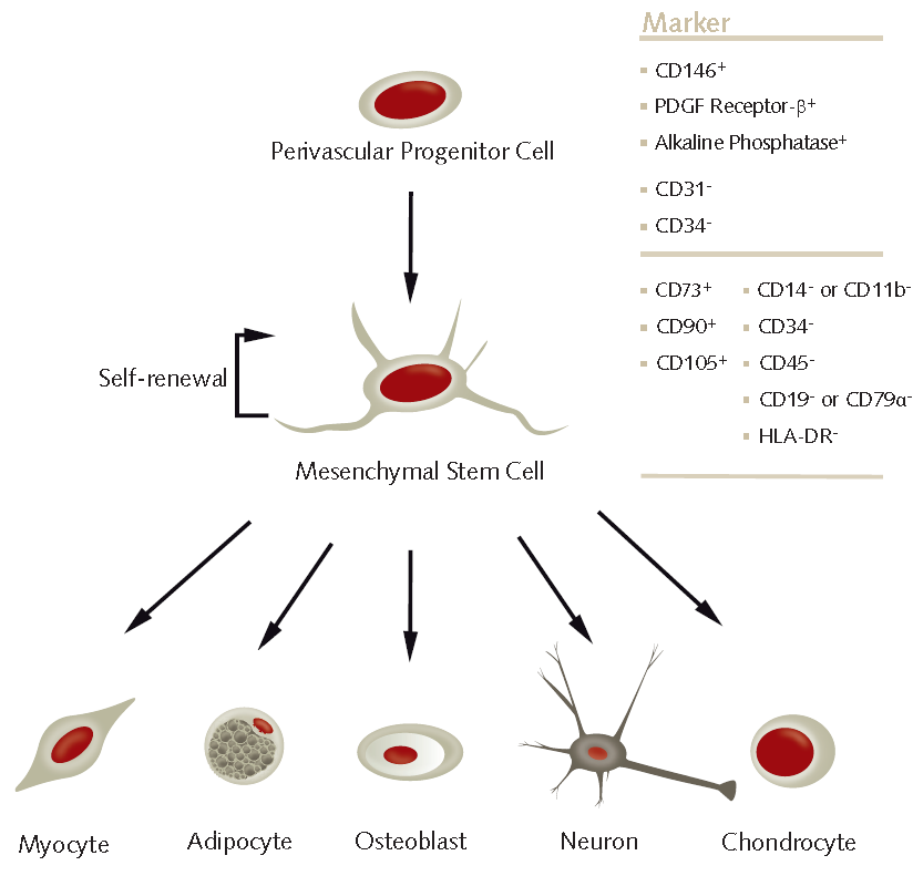 Trilineage Differentiation of Multipotent Human Mesenchymal Stem Cells (MSCs) into Osteocytes, Adipocytes and Chondrocytes Diagram illustrating the differentiation of a perivascular progenitor cell into various cell types, including myocytes, adipocytes, osteoblasts, neurons, and chondrocytes, with a list of cellular markers such as CD146+, PDGFRβ+, and Alkaline Phosphatase+.