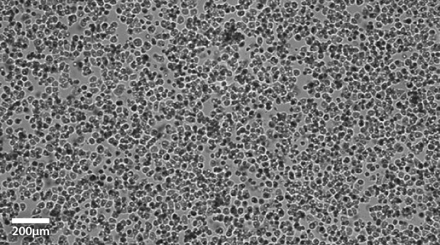 Primary hepatocytes imaged at 10x Primary hepatocytes imaged at 10x