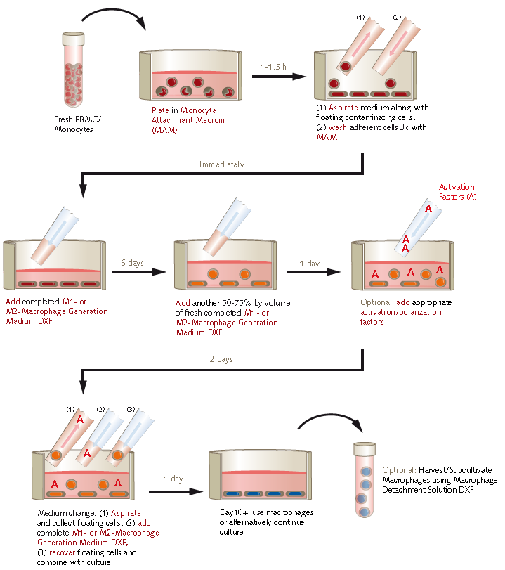 Protocol overview using PromoCell M1/M2 Macrophage Generation Medium DXF Protocol overview using PromoCell M1/M2 Macrophage Generation Medium DXF.