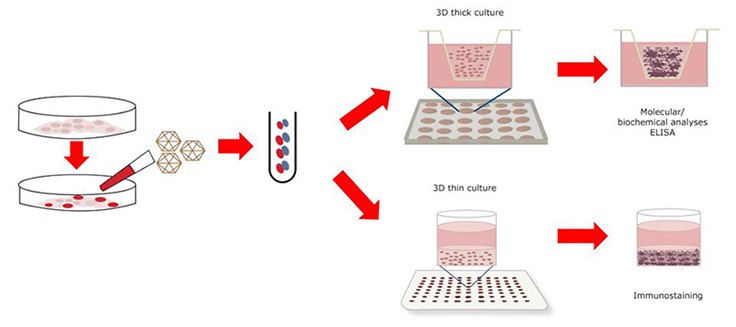 3d-nsc-ad-model-protocol Protocol Used to Generate 3D NSC Models