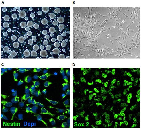 NSCs can be grown as floating 3D neurospheres <b>(A)</b> or attached 2D monolayers <b>(B)</b> on poly-L-ornithine/laminin coated plates. Multipotent neural stem cells express Nestin <b>(C)</b> and Sox-2 <b>(D)</b>. Neural stem cell culture characteristics.