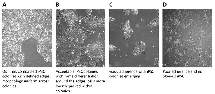 Scoring of iPSC Colonies Scoring of iPSC Colonies