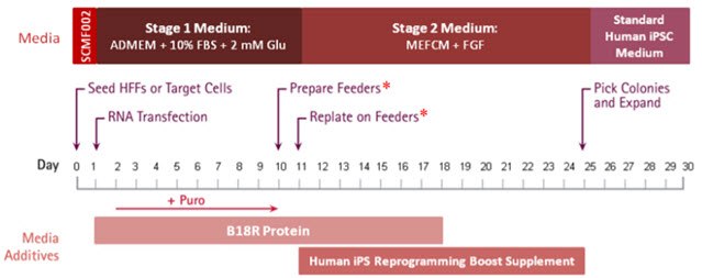 Using a single transfection of self-replicating RNA can produce high numbers of integration-free iPSCs following a 3-4 week protocol. Simplicon RNA Human HFF Reprogramming Timeline