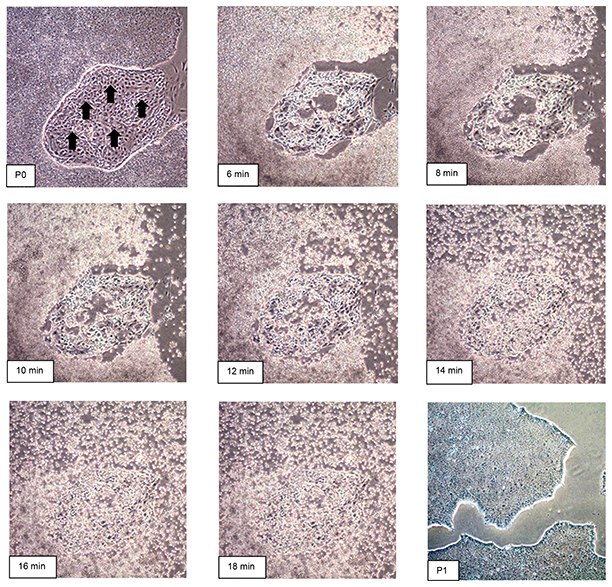 Time course of human iPS cell passaging using EZ-LiFT™ reagent. Time course of human iPS cell passaging using EZ-LiFT™ reagent.