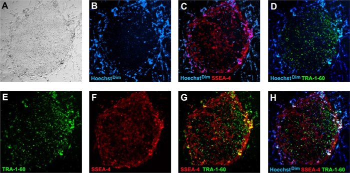 Background Fully reprogrammed human iPS cells express human pluripotent markers