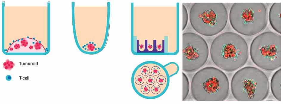 Millicell® Microwell plate T cell killing assay overview Schematic representation of in vitro T cell killing assay systems and brightfield imaging of tumor spheroids