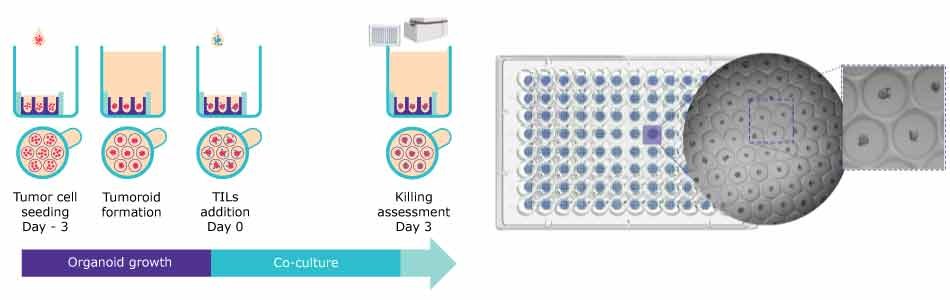 Schematic of T cell killing protocol using Millicell® Microwell 96-well plates Assay workflow for the organoid formation and representative brightfield image of human colorectal tumor spheroids
