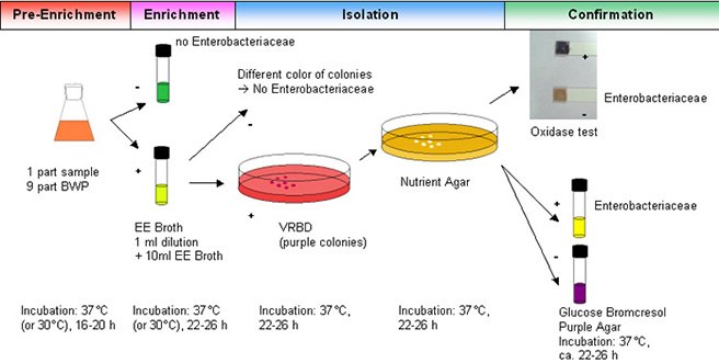 Detection of Enterobacteriaceae Detection of Enterobacteriaceae