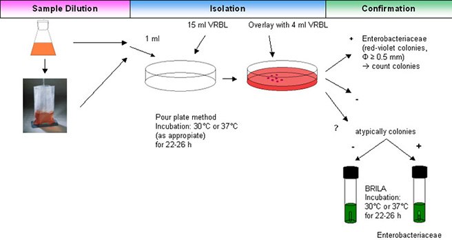 Enumeration of Coliforms Enumeration of Coliforms