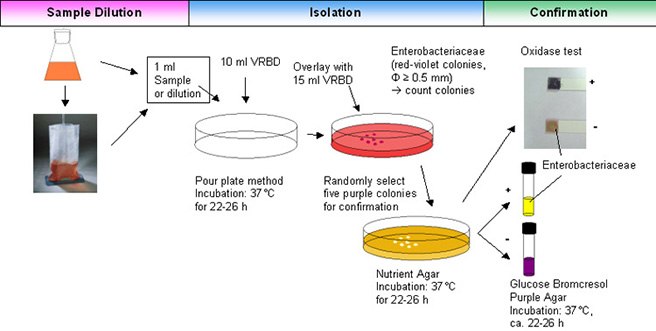 Enumeration of Enterobacteriaceae Enumeration of Enterobacteriaceae