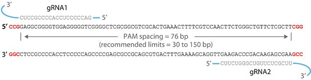 ZFN mediated targeted genome editing image CRISPR Cas3