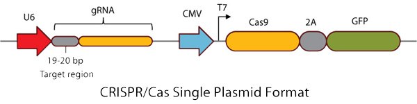 crispr-cas CRISPR/Cas Single Plasmid Format