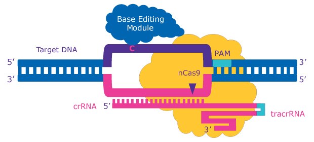 CRISPR Cas9 Base Editing Illustration showing (from left to right) Target DNA, crRNA, Base Editing Module, nCas9, PAM, and tracrRNA.
