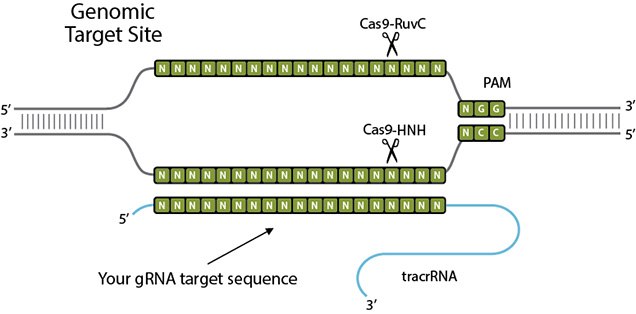 ZFN mediated targeted genome editing image CRISPR Genomic Target Site