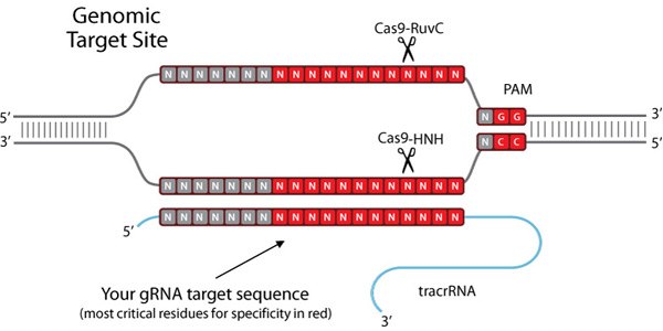 crispr-genomic-target-site Genomic Target Site
