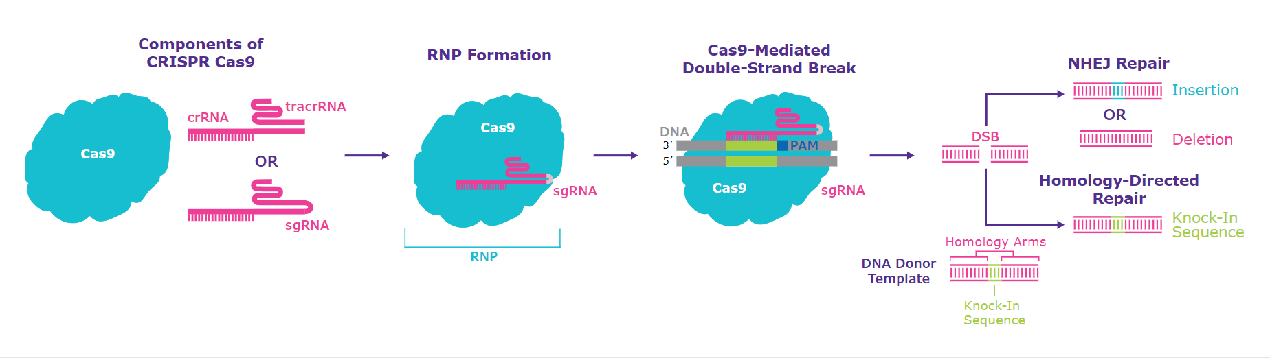 Schematic diagram of the CRISPR one-part and two-part systems with Cas9 protein, demonstrating the composition of the Ribonucleoprotein (RNP). After a double-strand break is created two possible repair pathways are taken by the cellular DNA machinery; Non-Homologous End Joining (NHEJ), Indel formation or Homology-Directed Repair (HDR) for targeted insertions or knock-ins. Schematic diagram of the CRISPR one-part and two-part systems with Cas9 protein, demonstrating the composition of the Ribonucleoprotein (RNP). After a double-strand break is created two possible repair pathways are taken by the cellular DNA machinery; Non-Homologous End Joining (NHEJ), Indel formation or Homology-Directed Repair (HDR) for targeted insertions or knock-ins.