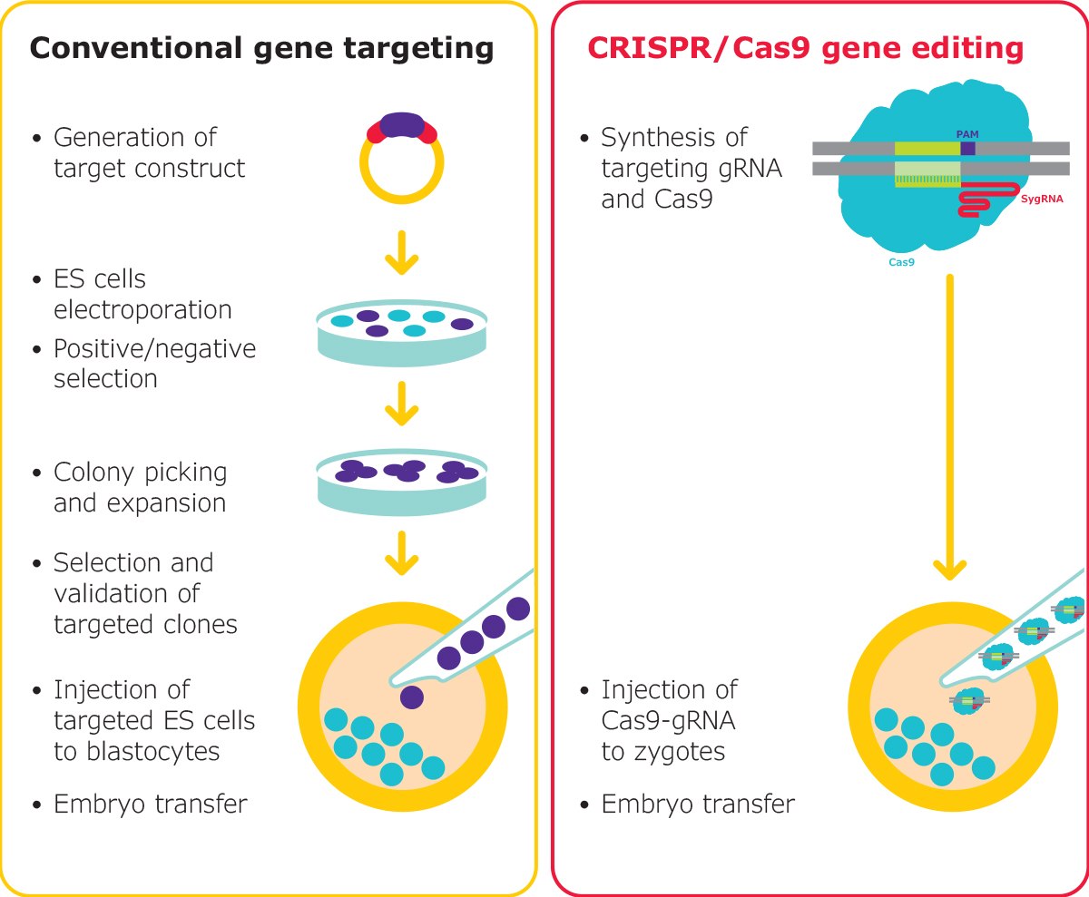 Fig1_Targeting-VS-CRISPR Gene editing in mouse embryos