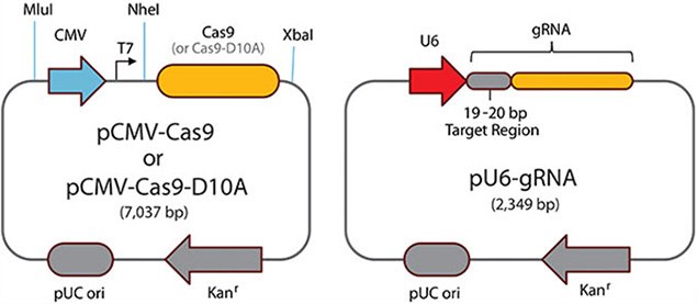 paired-cas9-nickases Paired Cas9 Nickases