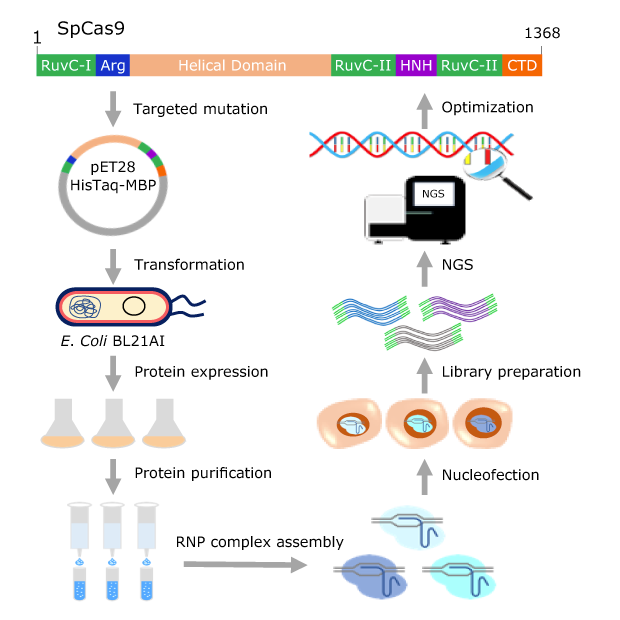 Purified Cas9 protein evaluation approach for both on-and off-target activities. High fidelity Cas9 protein engineering workflow.