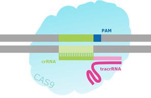 schematic-crispr Schematic of a CRISPR/Cas-Targeted Double Strand Break.