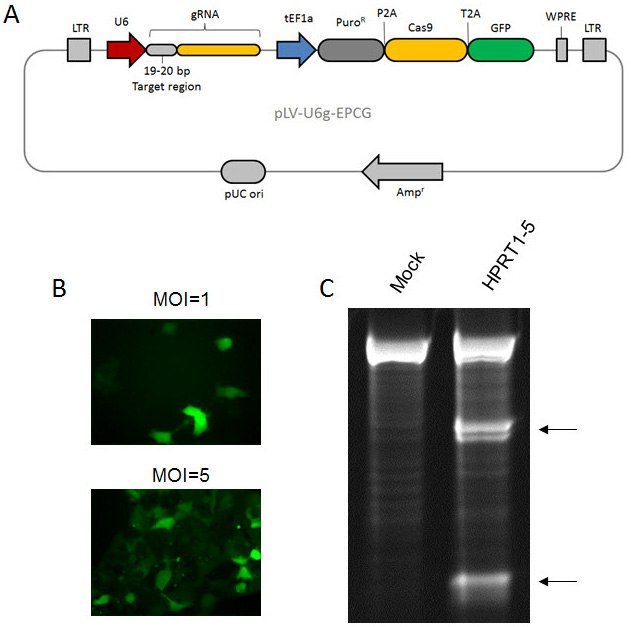 sigma-lentiviral-crispr Lentiviral CRISPR